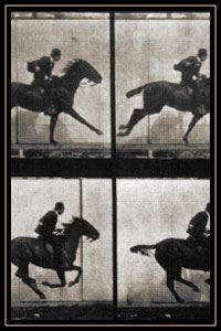 Frames from Muybridge's "The Horse In Motion"