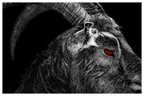 An engraving of Black Phillip.
